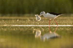 "... nézz madárnak!" - Tóth László természetfotó kiállításának megnyitója
